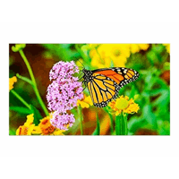 MultiSync UN552S 55" UN-Series